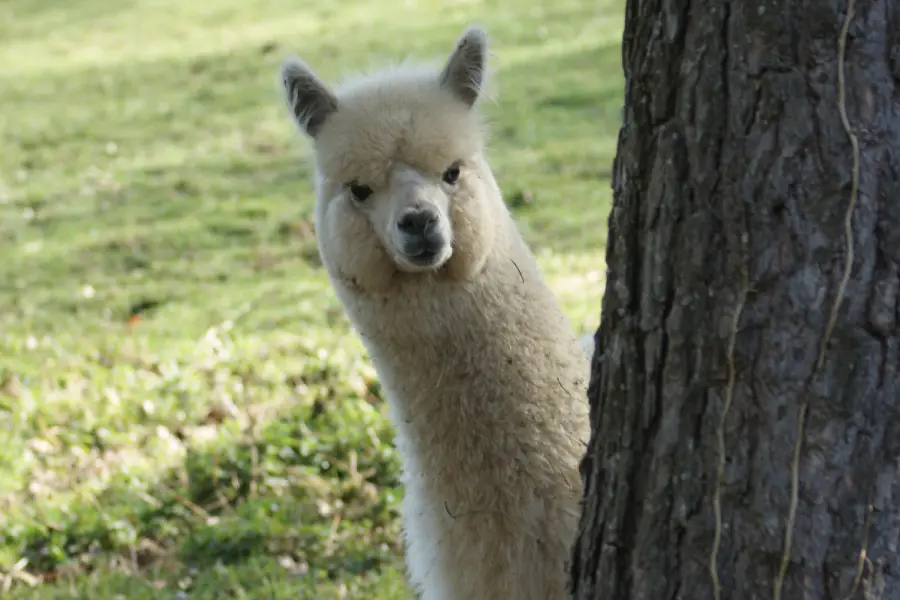 Alpacadelasuavidad,auvergne,haute Loire,visite,alpagas,elevage, Photo