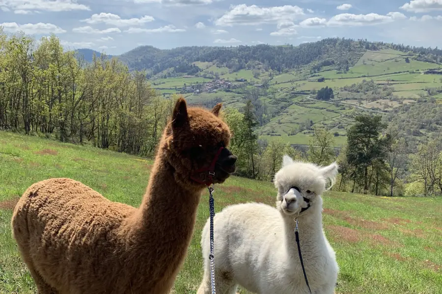 Alpacadelasuavidad,auvergne,haute Loire,visite,balade, Alpaga