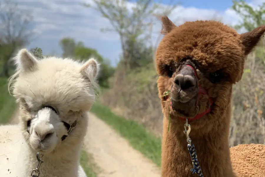 Alpacadelasuavidad,auvergne,haute Loire,visite,balade2