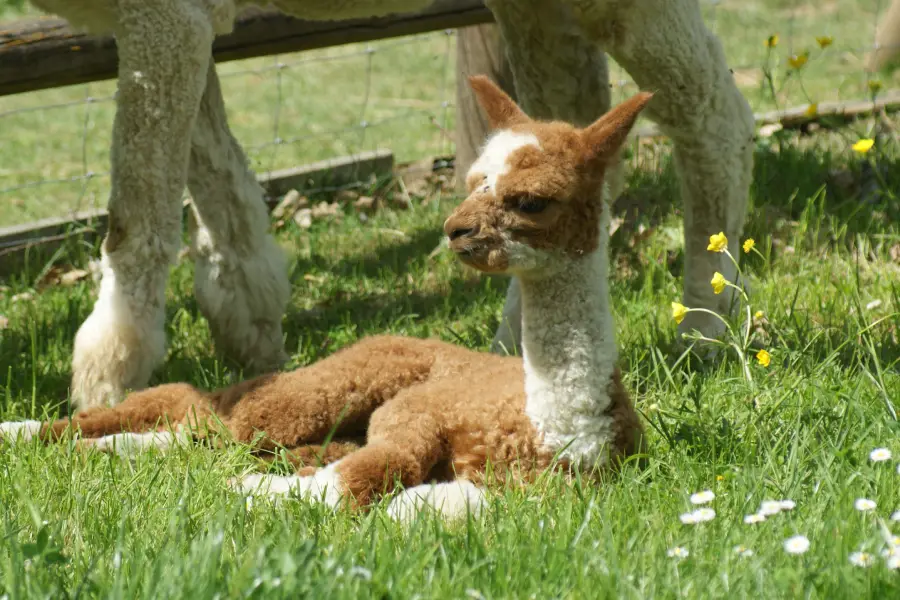 Alpacadelasuavidad,auvergne,haute Loire,visite,bébé Alpaga, Soin